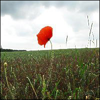 singlepoppy_blob.jpg