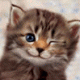266f745f649bd298mm.gif