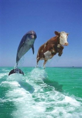 2dolphins.jpg (32.81 KiB) Viewed 5704 times 2dolphins.jpg
