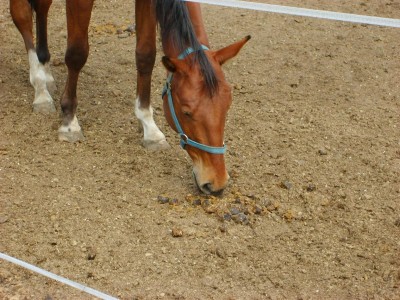 S6004930.JPG