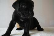 7 weeks old cane corso redy to go.