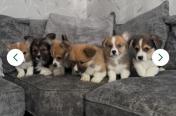 SZCZENIĘTA CORGI Z REJESTRACJĄ KC &ndash; GOTOWE